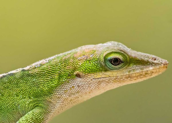 Green Anole by Jennifer Allen – Honourable Mention