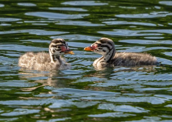 Red-necked Grebe Chicks by Jennifer Allen – Award of Merit