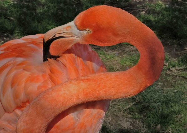 Flamingo Preening by Cheryl Powers – Honourable Mention
