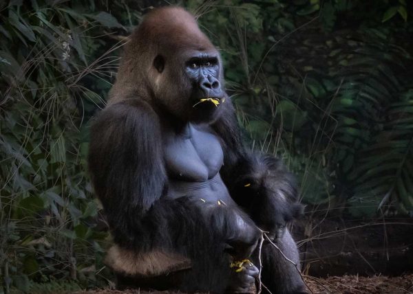 Gorilla by Cheryl Powers – Award of Merit