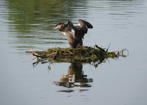 Grebe by Cyndie Blackmore – Honourable Mention