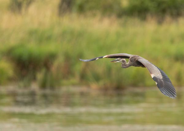 Great Blue Heron in Flight by Marcos Lins – Honourable Mention