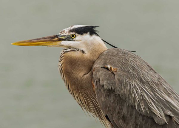 Great Blue Heron Portrait by Marcos Lins – Award of Merit