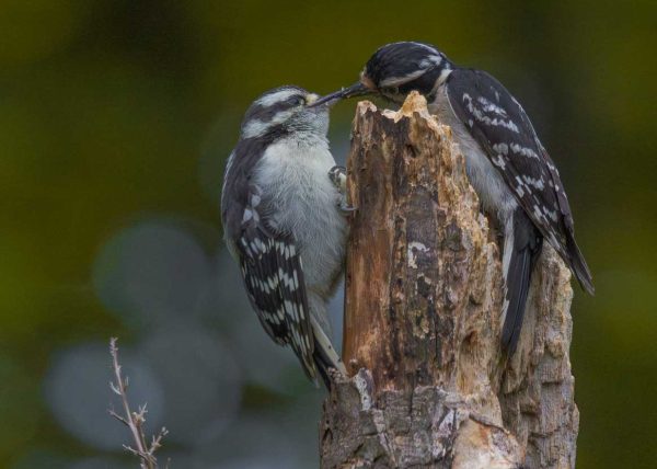 Feeding Time by Danny Carriere – Award of Merit