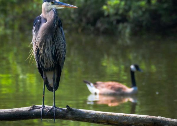 Great Blue Heron by Danny Carriere – Honourable Mention
