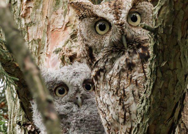 Screech Owls by Michelle Verdirame – Honourable Mention