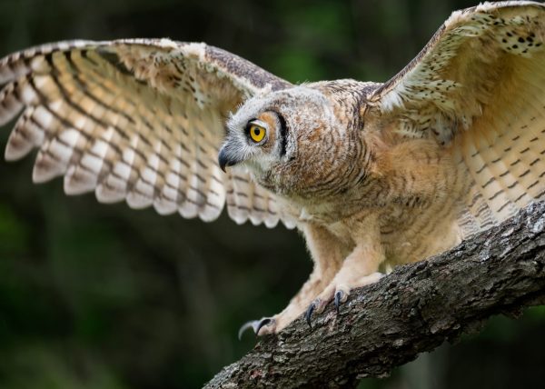 Great Horned Owl by Michelle Verdirame – Award of Merit