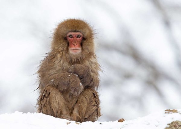 A Snow Monkey Waiting In Solitude by Betty Chan – Award of Merit