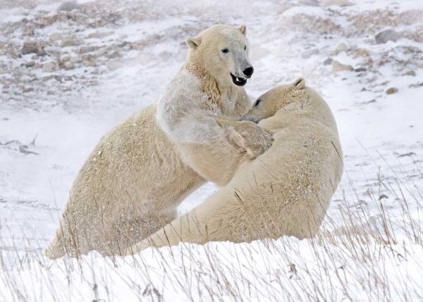 Tussling Polar Bears by Betty Chan – Honourable Mention