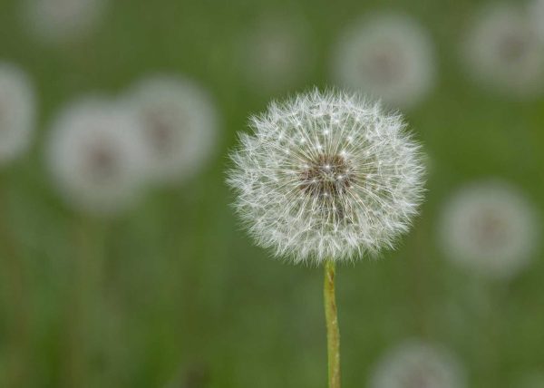 Dandelion Clocks by Alkesh Sood – Award of Merit