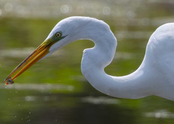 Egret with Prey by Alkesh Sood – Award of Merit