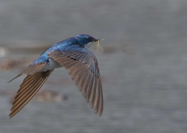 Swallow in Flight by Alkesh Sood – Award of Merit