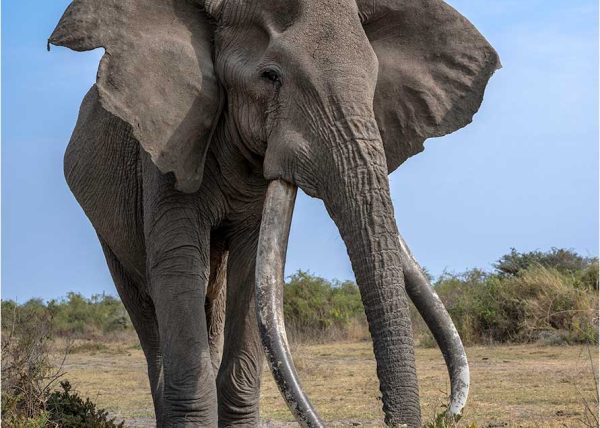 Big Tusker Bull Elephant by George Campbell – Award of Merit