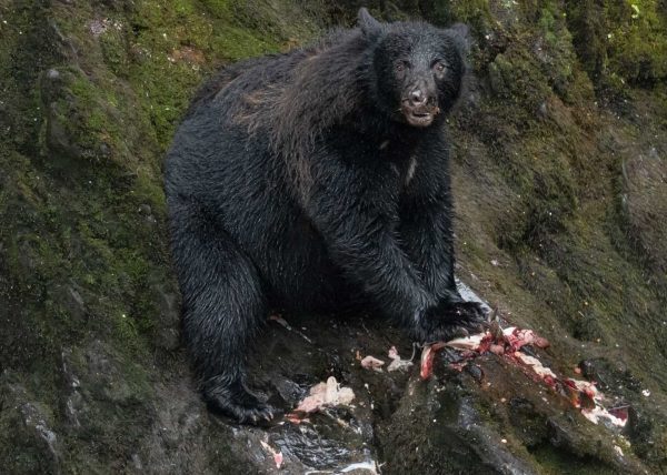Black Bear by John Gillies – Award of Merit