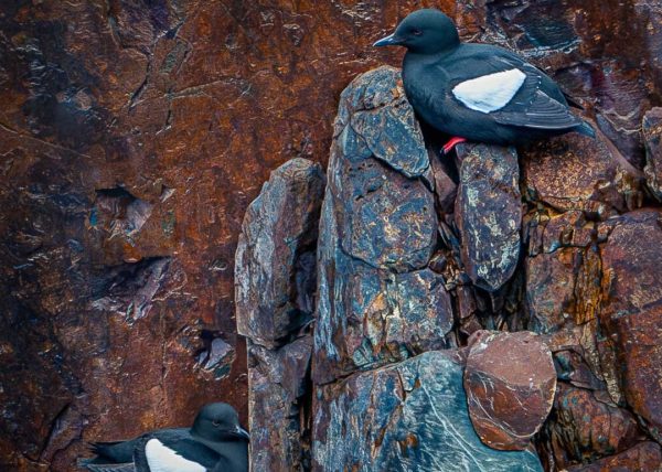 Black Guillemot by Alberto Bustos – Honourable Mention