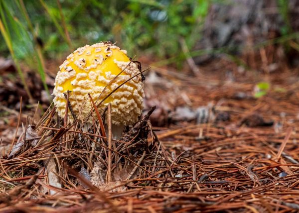 Amanita Muscaria Bursting Out of the Ground by Michele Fraser – Honourable Mention