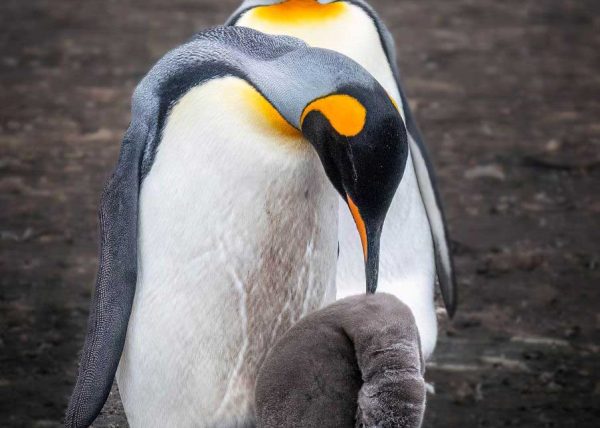 King Penguin Family by Jean Liao – Award of Merit