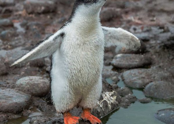 Gentoo Penguin Chick by Cynthia Smith – Award of Merit