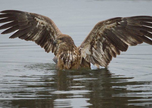 Juvenile Bald Eagle by Filomena Ramalhoso – Honourable Mention