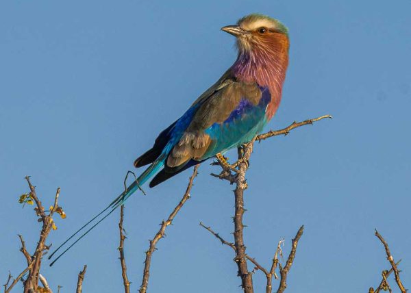 Lilac-Lilac-breasted Roller by Catherine AuYeung – Award of Merit