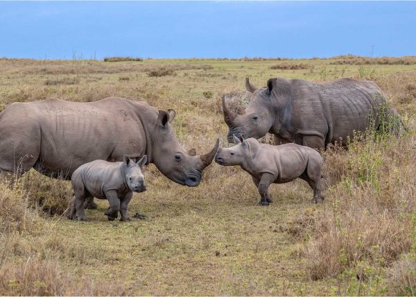 White Rhinos and Calves by George Campbell – Award of Merit