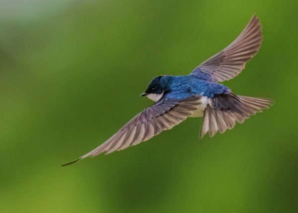 Tree Swallow in Flight by Jean Liao – Award of Merit