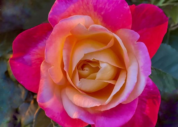 A Rose in the Glow of Sunset by Susan Ince – Award of Merit