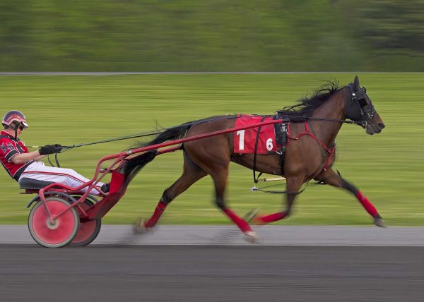 Harness Racing by Betty Chan – Award of Merit