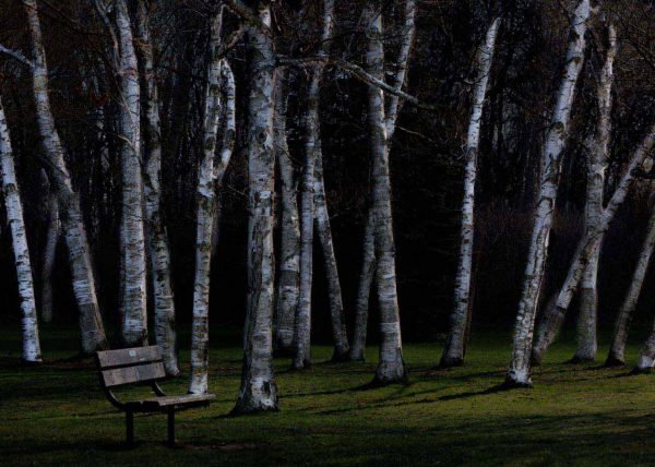 Moonlit Birches by Michelle Verdirame – Honourable Mention