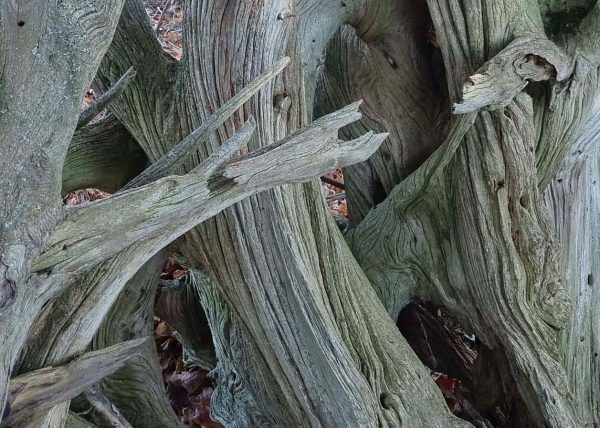 Old Wood by Sheila Smith – Honourable Mention