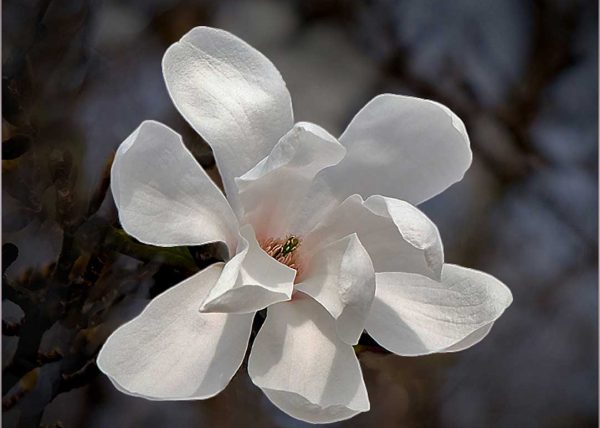 Porcelain Magnolia  by David Guttman – Honourable Mention