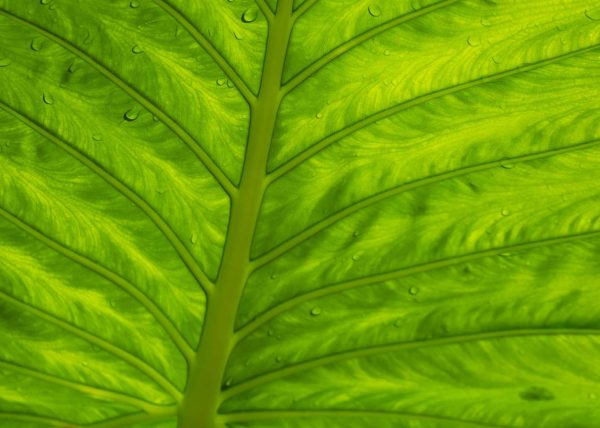 Shades of Green by Sheila Smith – Honourable Mention