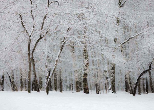 Winter Birches by Michelle Verdirame – Honourable Mention