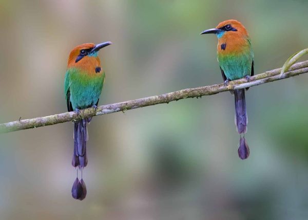A Pair of Motmots by Betty Chan – Honourable Mention