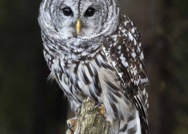 Barred Owl by Filomena Ramalhoso – Honourable Mention