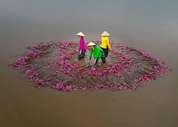 Cleaning Waterlilies by Betty Chan – Award of Merit