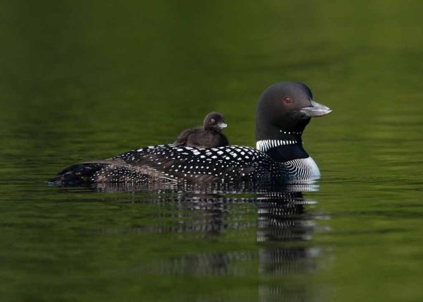 Common Loon with Loonlet by Jennifer Allen – Award of Merit