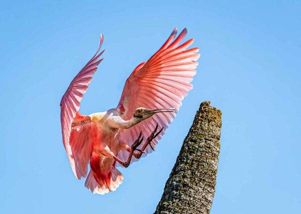 Controlled Descent by Alberto Bustos – Honourable Mention