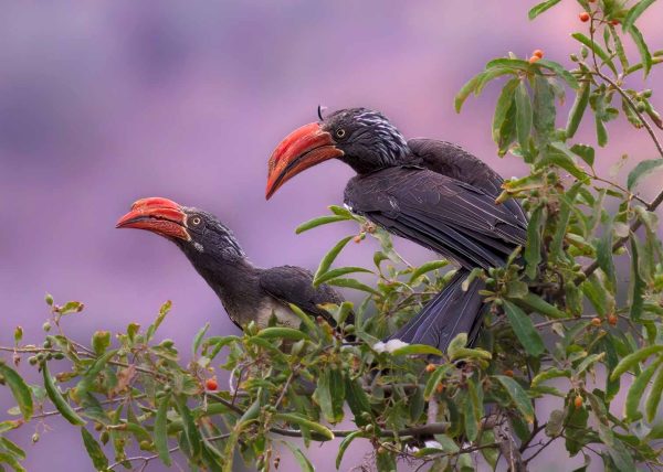 Crowned Hornbills by Betty Chan – Award of Merit