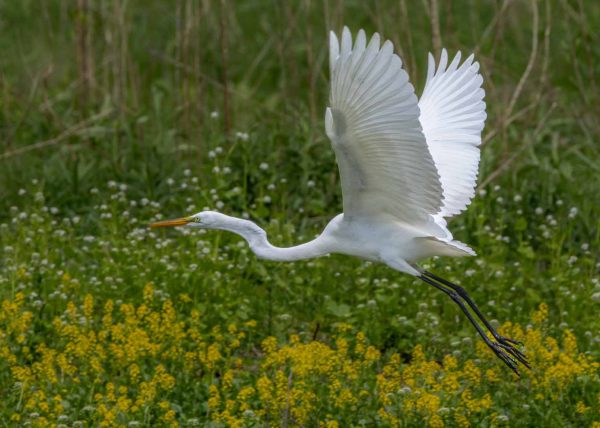 Egret in Spring Flight by Alkesh Sood – Honourable Mention