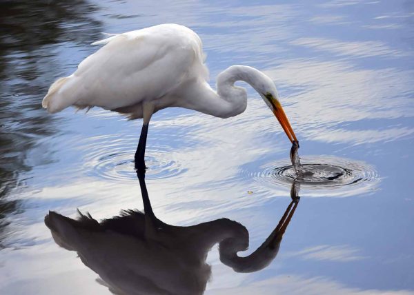 Egret with Fish and Reflection by Connie Tanenbaum – Honourable Mention