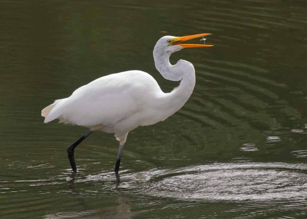 Egret with its Catch by Connie Tanenbaum – Honourable Mention