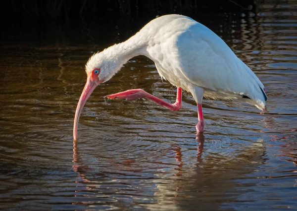 Elegance in Forage by Alberto Bustos – Award of Merit