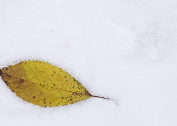 Fallen Leaf on Fresh Snow by Bel Remedios – Honourable Mention