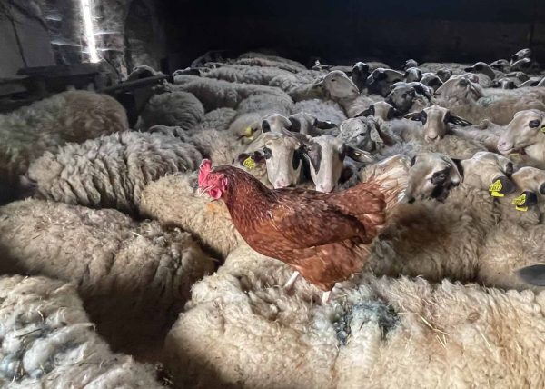 Flock Surfing in Sheep Shearing Barn by Susan Ince – Honourable Mention