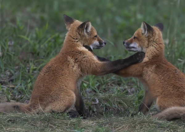 Fox Kits by Cynthia Smith – Award of Merit