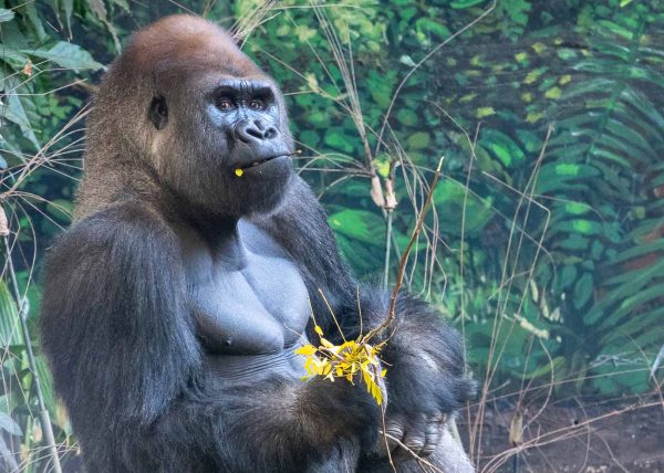 Gorilla by Cyndie Blackmore – Honourable Mention