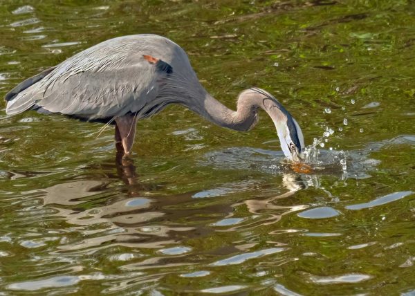Great Blue Heron Fishing by David Guttman - Honourable Mention