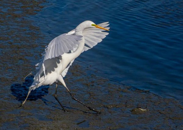 Great Egret Landing by Jennifer Allen – Honourable Mention