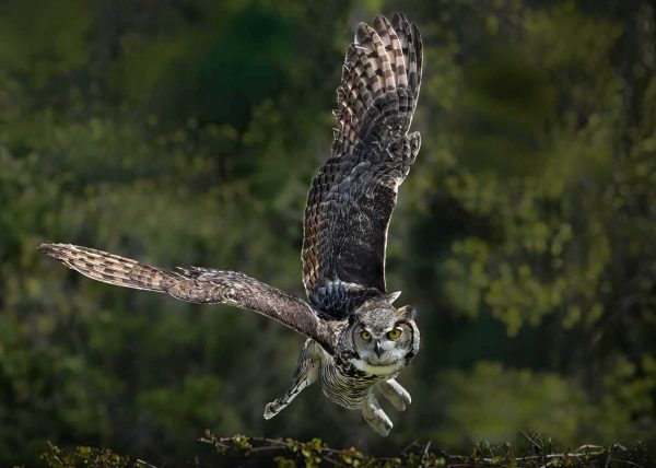 Great Horned Owl on the Hunt by Gary Phillips – Award of Merit